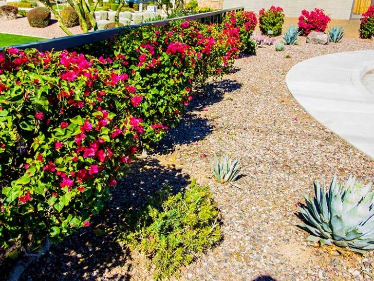 A backyard with colorful flowers and cactus.