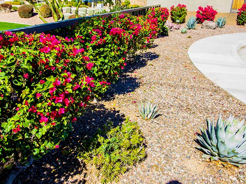 A backyard with colorful flowers and cactus.