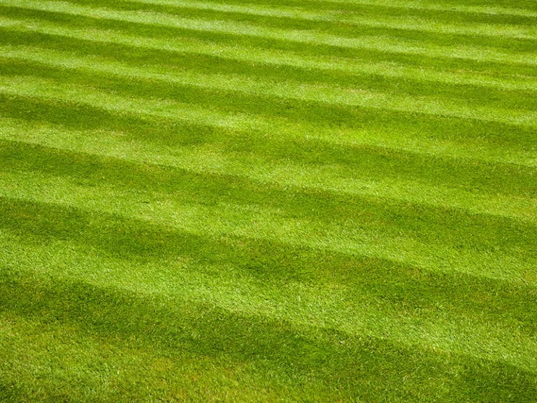 A green lawn with varying mowing patterns